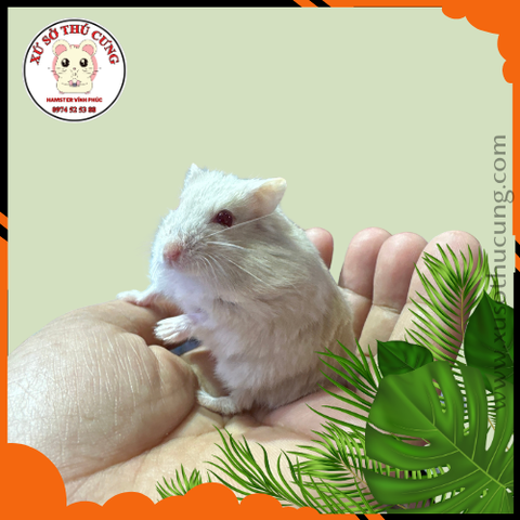 Hamster winter white màu trà sữa