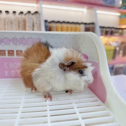 Bọ ú Aby- guineapig aby