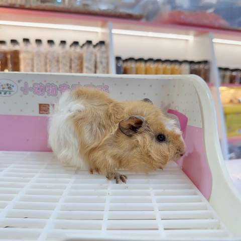 Bọ ú Aby- guineapig aby