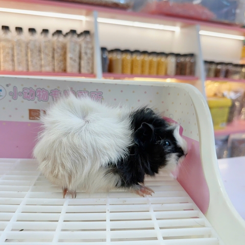 Bọ ú Aby- guineapig aby