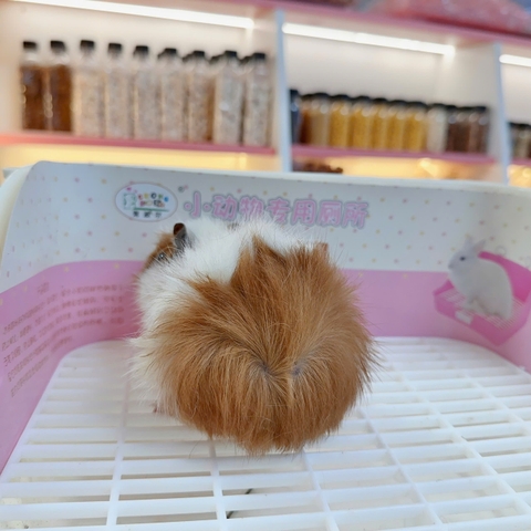 Bọ ú Aby- guineapig aby