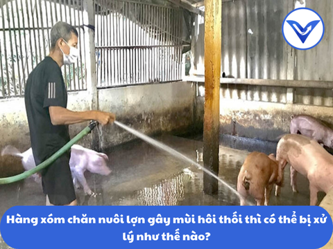 Hàng xóm chăn nuôi lợn gây mùi hôi thối thì có thể bị xử lý như thế nào?