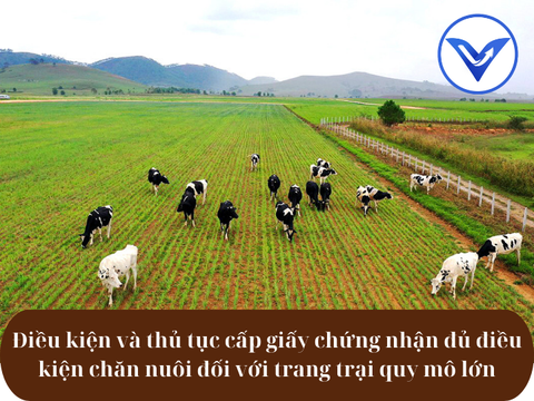 Điều kiện và thủ tục cấp giấy chứng nhận đủ điều kiện chăn nuôi đối với trang trại quy mô lớn