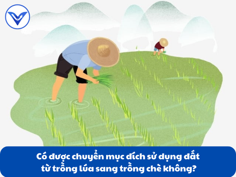 Có được chuyển mục đích sử dụng đất từ trồng lúa sang trồng chè không?