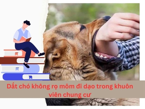 Không rọ mõm để chó của mình cắn người trong chung cư có bị truy cứu TNHS không?