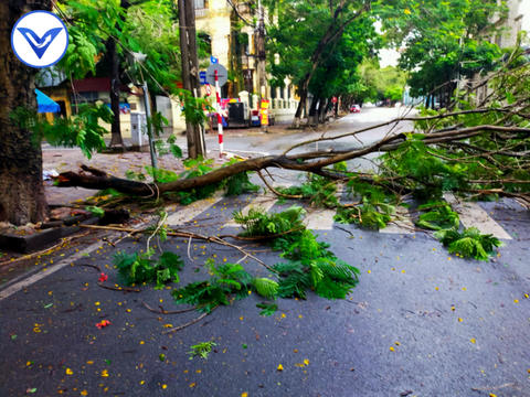 Cây đổ do mưa bão làm người bị thương thì ai chịu trách nhiệm