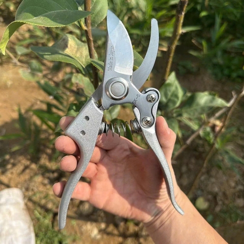 KÉO CẮT CÀNH NHẬT BẢN CL26091435
