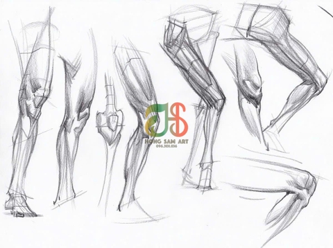 Tài Liệu Ôn Thi Giải Phẫu Cho Khối H, V: Nền Tảng Quan Trọng Giúp Bài Hình Họa Đạt Điểm Cao