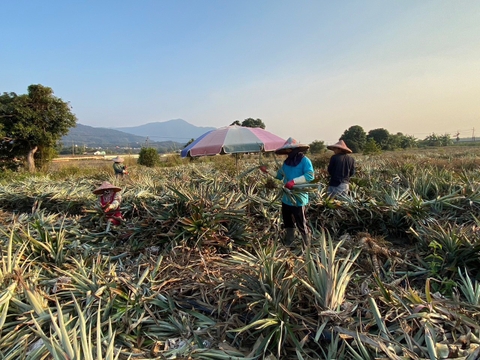 NÔNG NGHIỆP NAM/NỮ - ĐÀI TRUNG