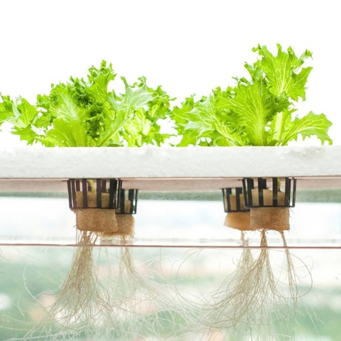 Thuỷ canh tĩnh và động là gì? Giới thiệu kỹ thuật trồng thủy canh