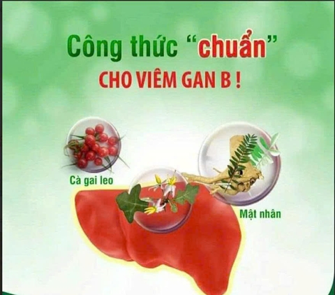TRÀ TÚI LỌC CÀ GAI LEO ( 300g )