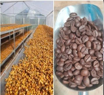 CAFE EA H'LEO (500g)