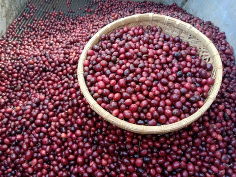 CÀ PHÊ PHÁT HUY (500g)