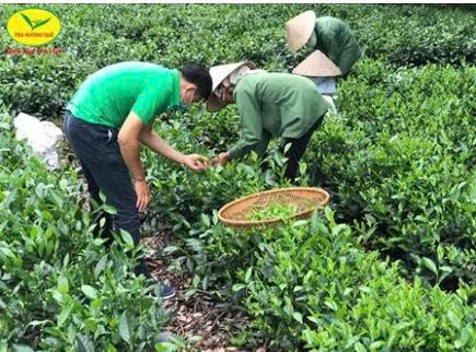 TRÀ TÔM NÕN HƯƠNG QUÊ ( 500g )