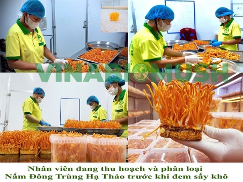 NẤM ĐÔNG TRÙNG HẠ THẢO KHÔ VINABIOMUSH (hộp 10 gr)