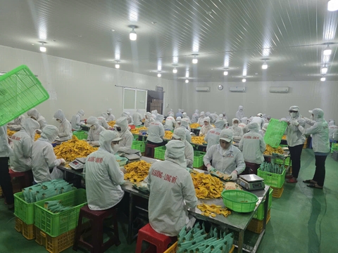 DỨA (KHÓM) SẤY DẺO (500g)
