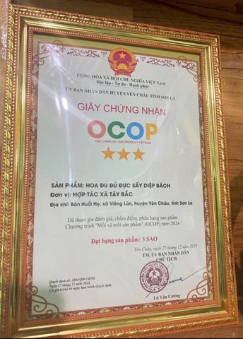 HOA ĐU ĐỦ ĐỰC SẤY DIỆP BÁCH (túi 250g)