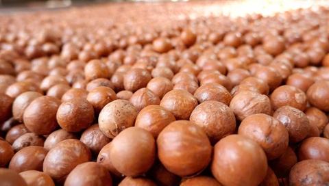 MACADAMIA HOÀNG LIÊN (Nhân 500g)