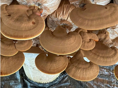 NẤM LINH CHI THÁI LÁT (100g)