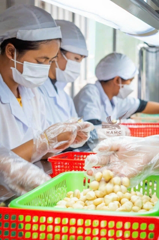 NHÂN HẠT MẮC CA RANG HỒNG NGOẠI (200g)