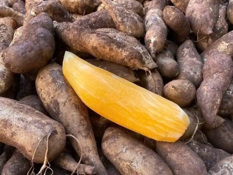 TRÀ CAO CHIẾT KHOAI SÂM HOÀNG SIN CÔ HATODO (100g)