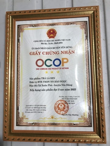 TRÀ LÁ SEN BẢO NGỌC (100g)