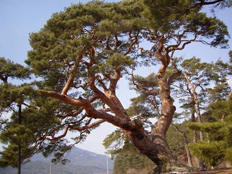 Viên Uống Thông Đỏ Đông Trùng Sâm Nhung Trầm Hương Hoàng Gia KGA