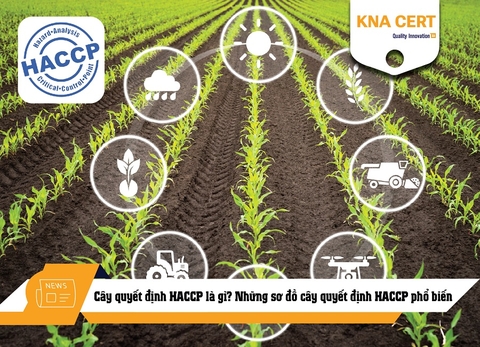 Cây quyết định HACCP là gì? Những sơ đồ cây quyết định CCP phổ biến