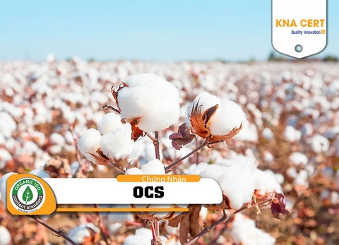 Chứng nhận OCS – Tiêu chuẩn Thành phần Hữu cơ (Năm 2026)