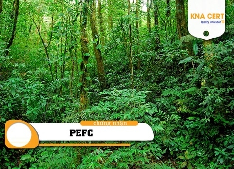 Chứng nhận PEFC – Cấp chứng chỉ rừng bền vững (Năm 2026)