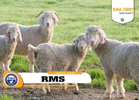 Chứng nhận RMS – Tiêu chuẩn Mohair Có trách nhiệm (Năm 2025)