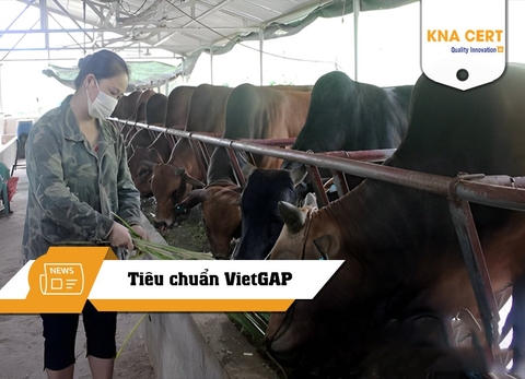 Hỗ trợ chăn nuôi theo tiêu chuẩn VietGAP tại Lạng Sơn
