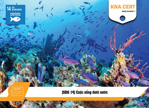 [SDG 14] Cuộc sống dưới nước -  Mục tiêu Phát triển Bền vững số 14