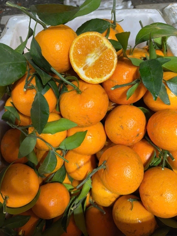 Cam đường Ôn Châu