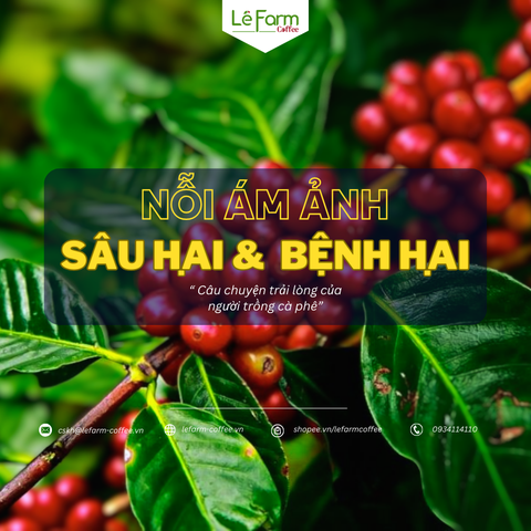 SÂU BỆNH HẠI - Nỗi Ám Ảnh Các Mùa Vụ Của Người Trồng Cà Phê