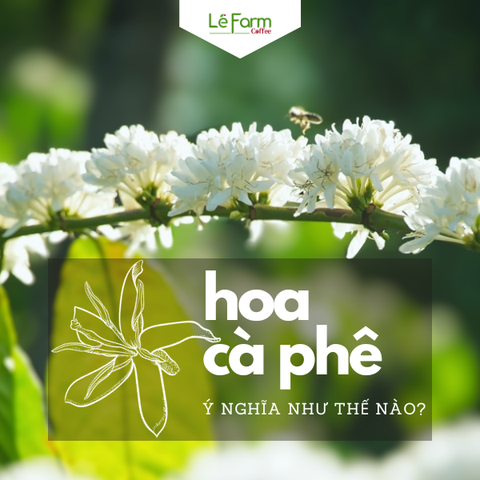 NHỮNG ĐIỀU CÓ THỂ BẠN CHƯA BIẾT VỀ HOA CÀ PHÊ
