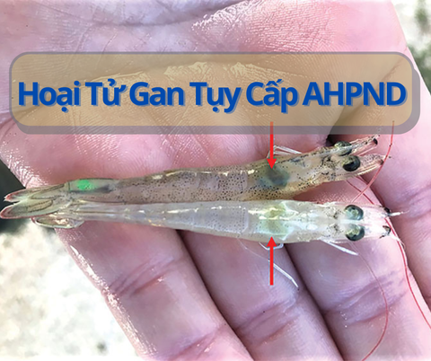 Bệnh Hoại Tử Gan Tụy Cấp - AHPND (EMS): Cơn ác mộng từ tôm giống