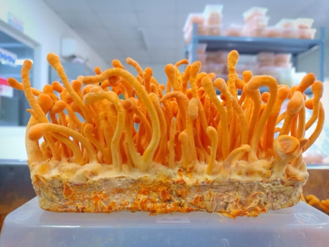 Đông Trùng Hạ Thảo – Giải Pháp Vàng Cho Sức Khỏe và Năng Suất Tôm Nuôi