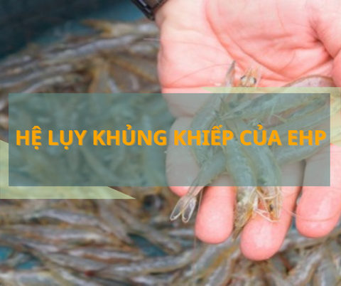 Những hệ lụy khủng khiếp của dịch EHP: Cơn ác mộng bao trùm dai dẳng