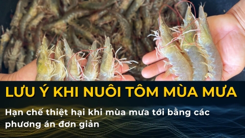 Nuôi tôm mùa mưa - những điều cần lưu ý