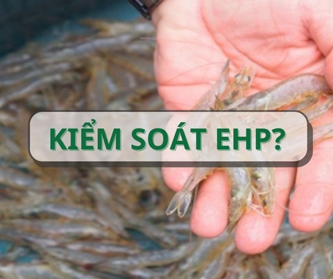 EHP: Cơn ác mộng trong nuôi tôm – Thực trạng và giải pháp