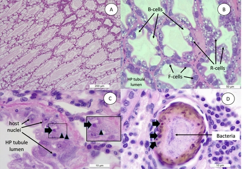 Nghiên Cứu Đột Phá: Ảnh Hưởng của Vibrio Alginolyticus Đến Tôm Thẻ Chân Trắng
