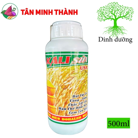 Kali Sữa USA - Thuốc to hạt, vàng, sáng hạt, chắc tới cậy, lem lép hạt