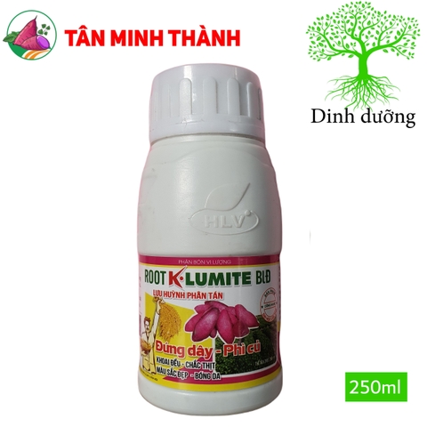 Root KLumite BLĐ Khoai Lang - Thuốc đứng dây, phì củ, to củ đều, chắc thịt, bóng da, đẹp màu