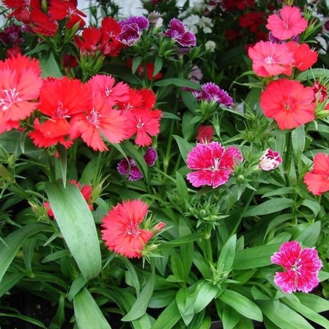 Hạt giống Hoa Cẩm Chướng Đơn Nhiều Màu