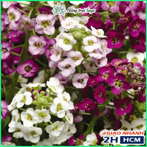 Hạt giống Hoa Ngàn Sao Nhiều Màu Dễ Trồng