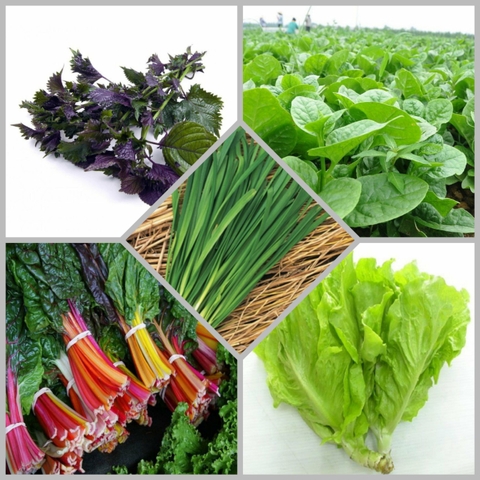 Combo hạt giống CB30