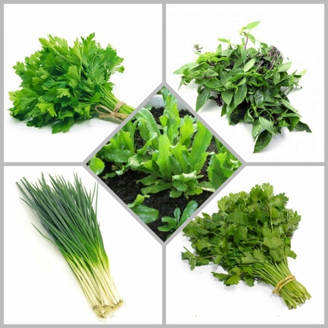 Combo hạt giống CB24