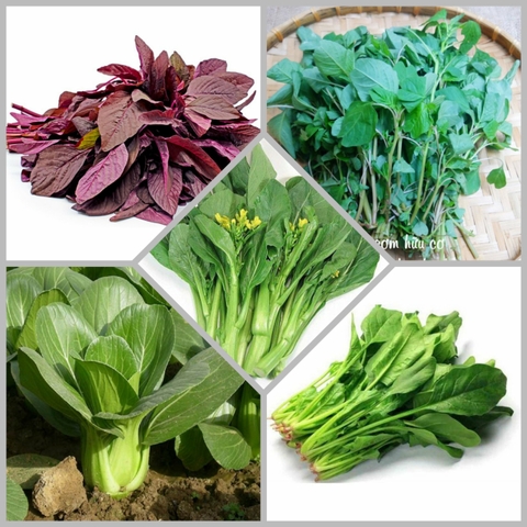 Combo hạt giống CB6