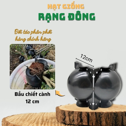 Bầu chiết cành - 12 cm